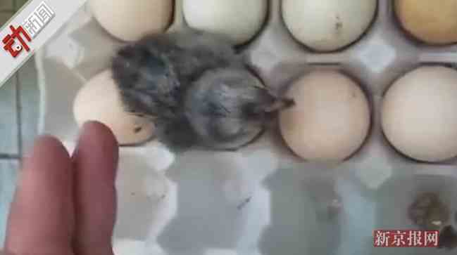 鸡蛋放阳台孵出鸡 韩国部分地区甚至超过40℃